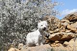 WESTIE 044
